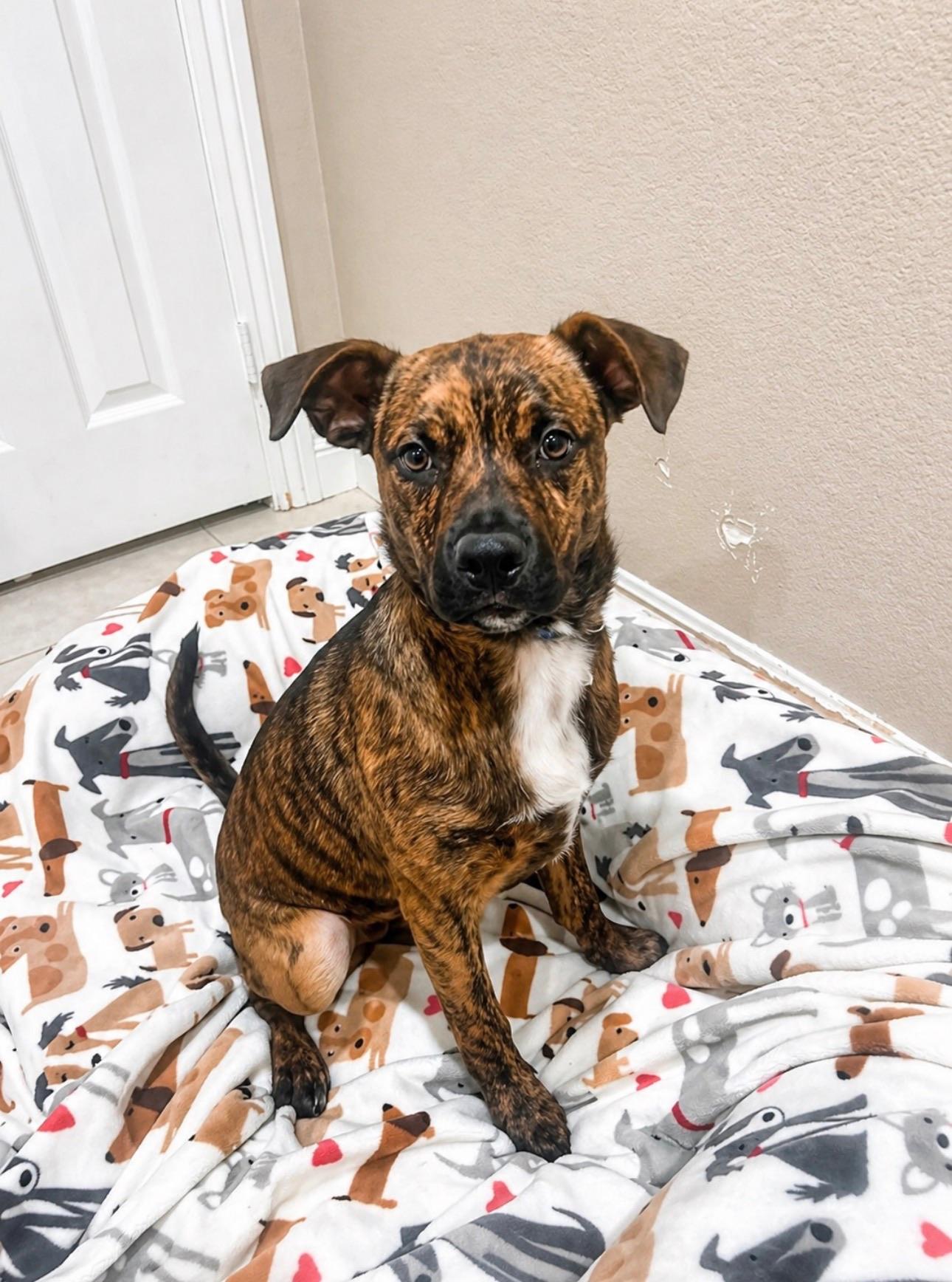Enlarge Pebbles , an adopted Boxer in Costa Mesa , CA image 2/2