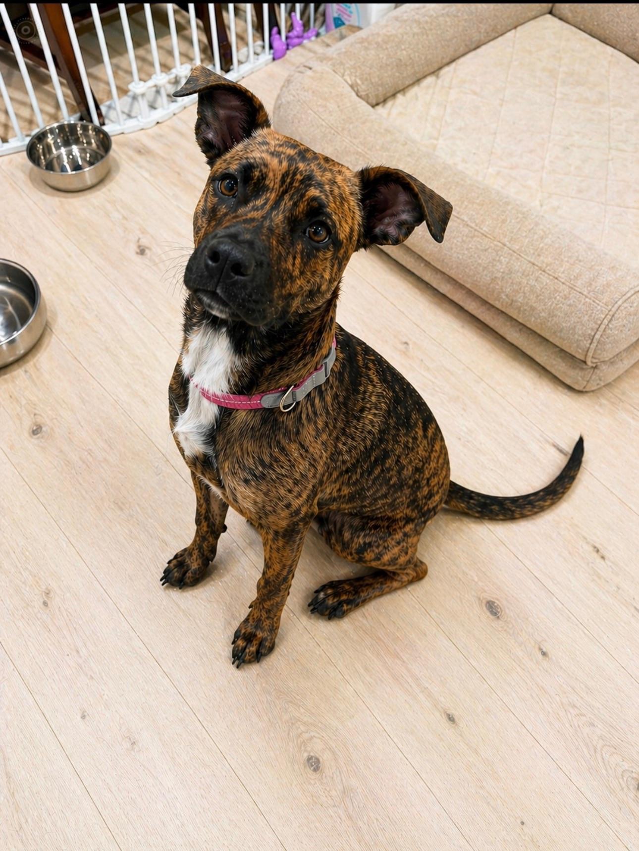 Pebbles , adopted, Puppy Female Boxer.