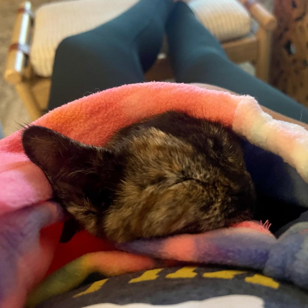 Florence, Adoptable, Kitten Female Domestic Short Hair.