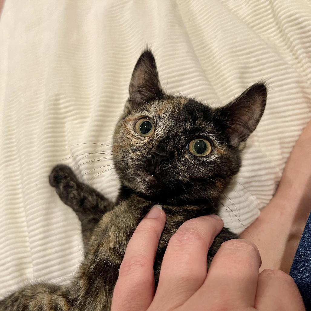 Enlarge Florence, a Adoptable Domestic Short Hair in Santa Rosa, CA image 2/6