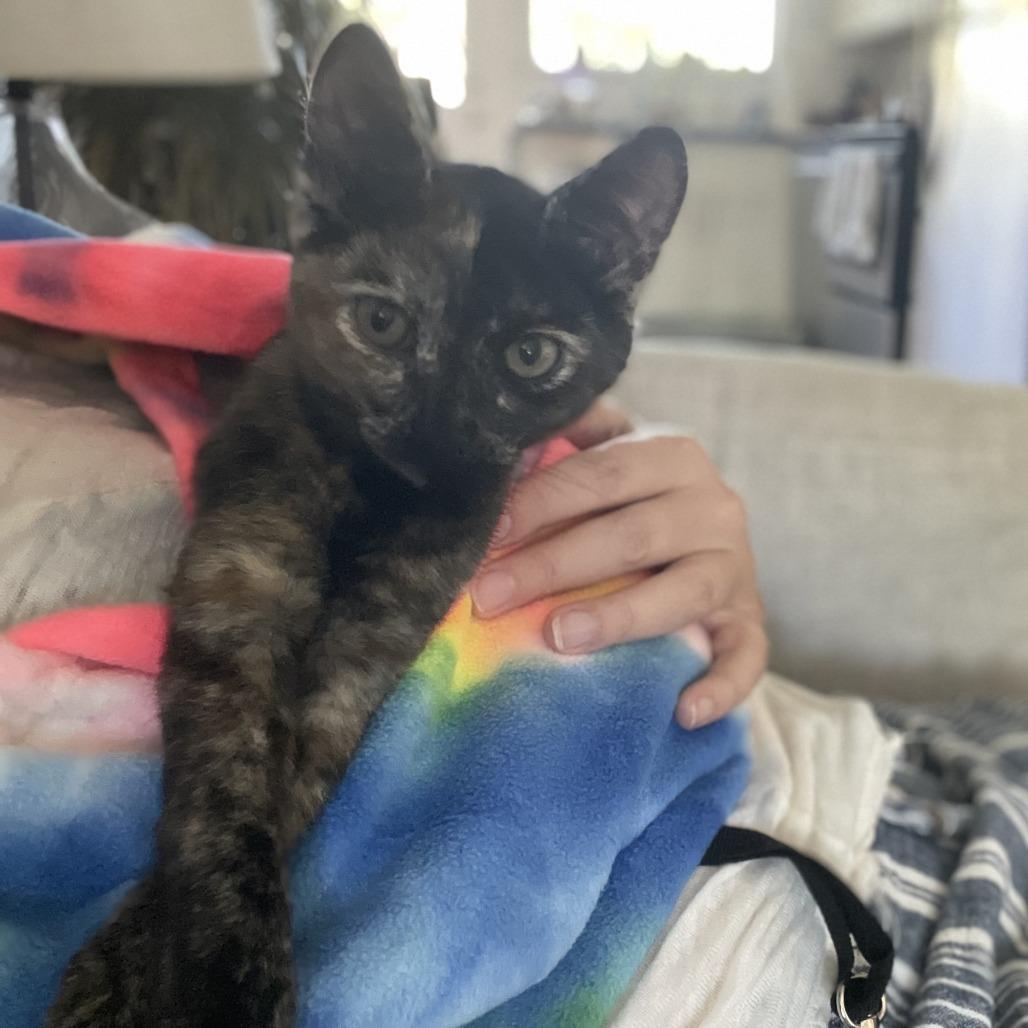 Enlarge Florence, a Adoptable Domestic Short Hair in Santa Rosa, CA image 3/6
