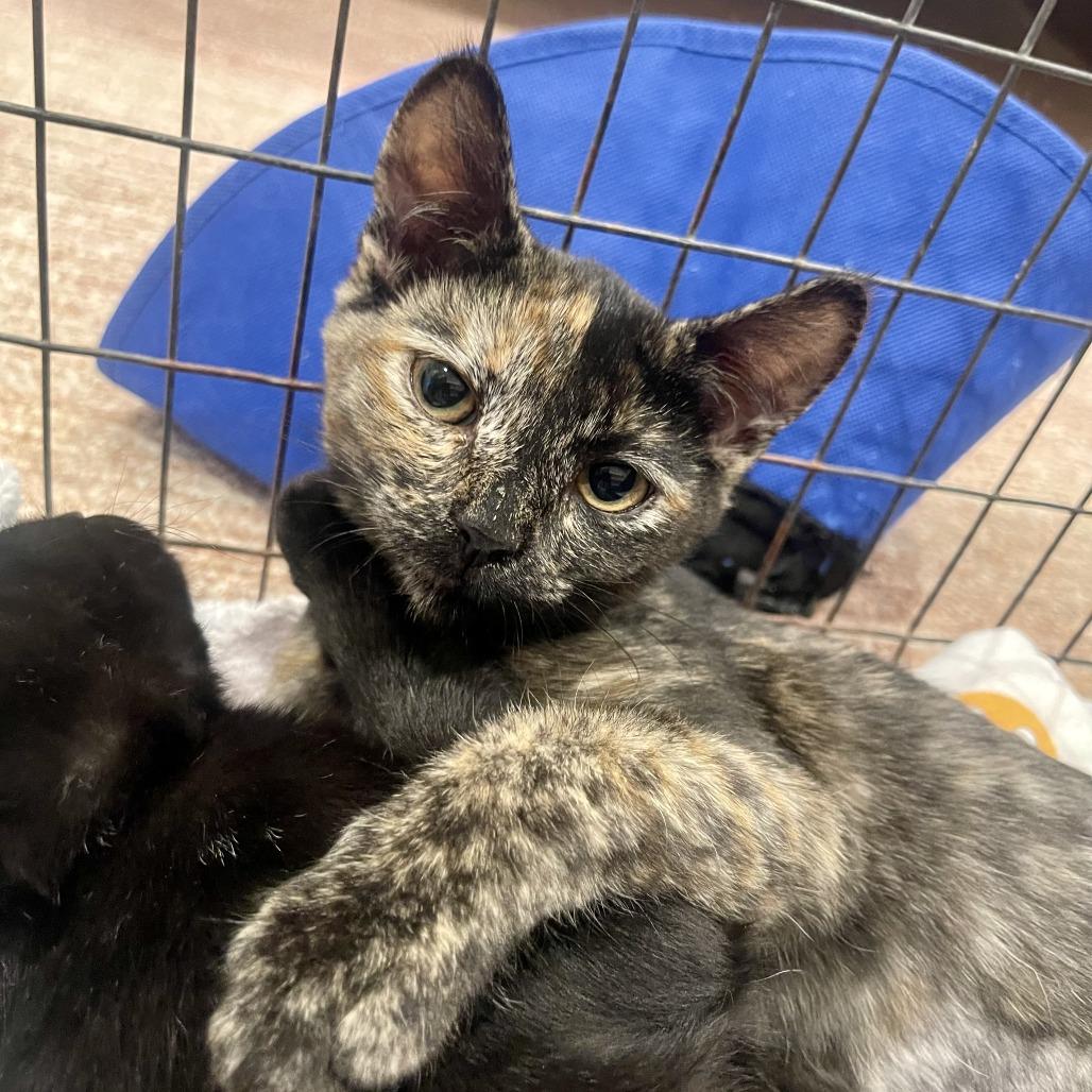 Enlarge Florence, a Adoptable Domestic Short Hair in Santa Rosa, CA image 5/6