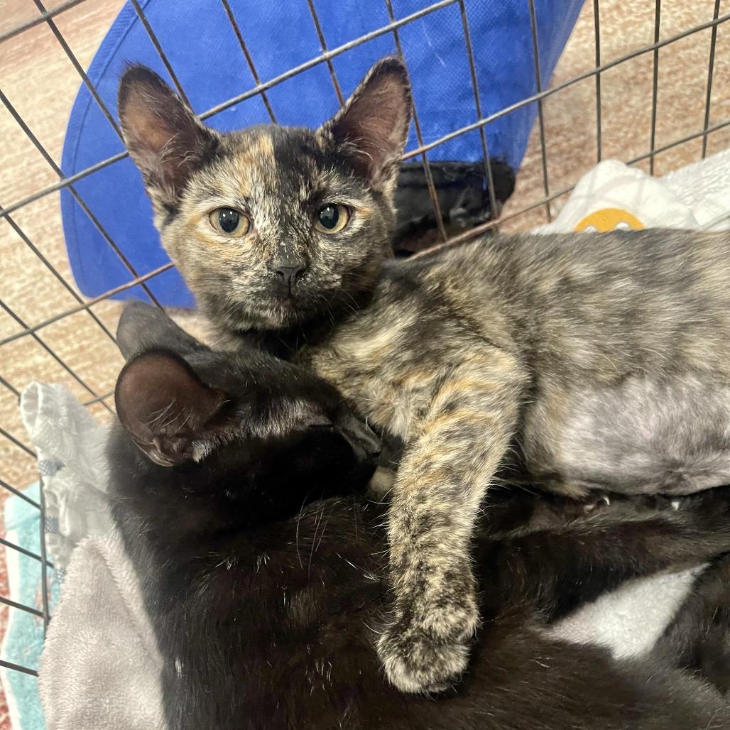 Enlarge Florence, a Adoptable Domestic Short Hair in Santa Rosa, CA image 6/6