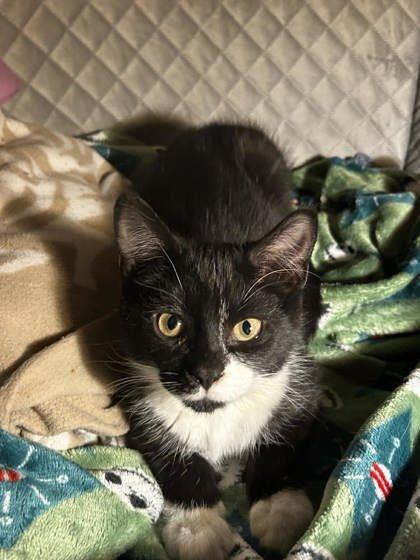 Enlarge Pinky Toe, a Adoptable mixed breed in Spruce Pine, NC image 1/1