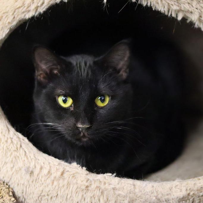 Enlarge Pluto, a Adoptable Domestic Short Hair in Carroll, IA image 1/5