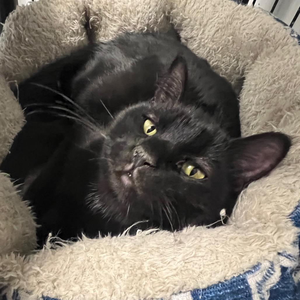 Enlarge Pluto, a Adoptable Domestic Short Hair in Carroll, IA image 2/5