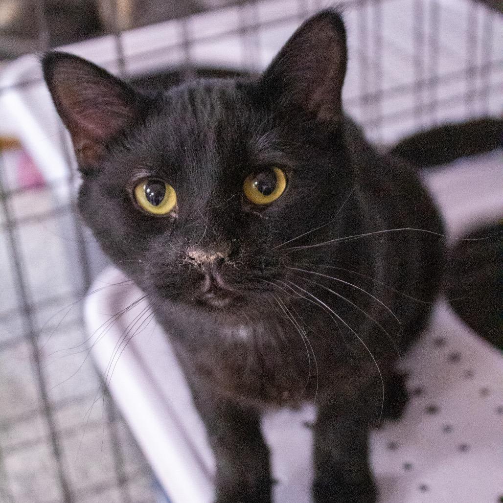 Enlarge Pluto, a Adoptable Domestic Short Hair in Carroll, IA image 4/5