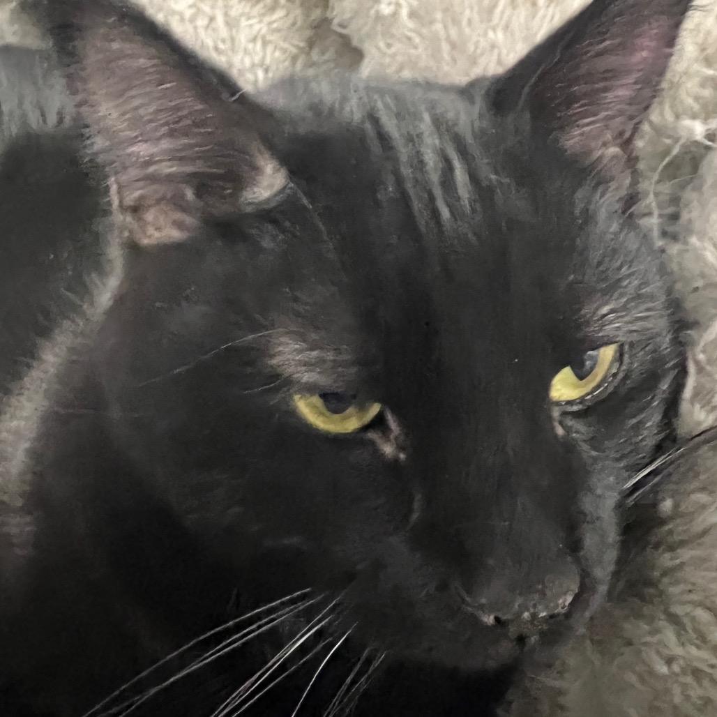 Enlarge Pluto, a Adoptable Domestic Short Hair in Carroll, IA image 5/5