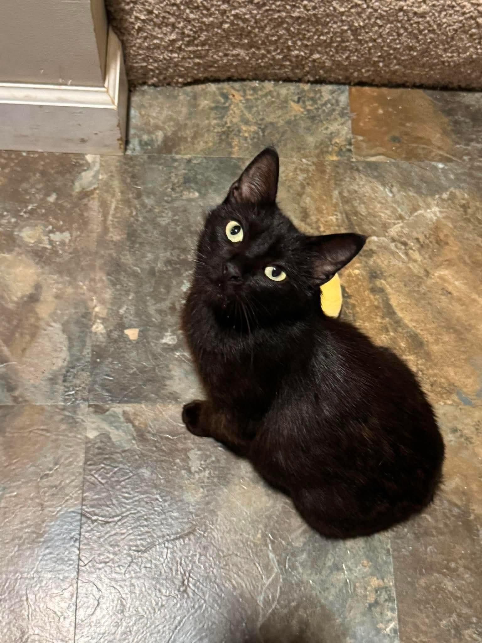 Enlarge Allis Chalmers, a Adoptable Domestic Short Hair in Minneapolis, MN image 1/3