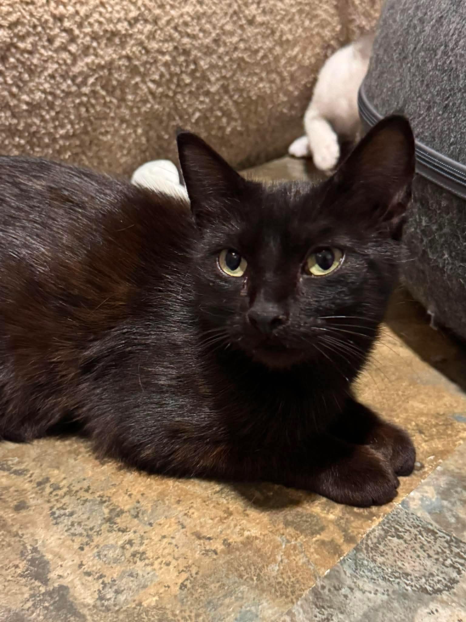 Enlarge Allis Chalmers, a Adoptable Domestic Short Hair in Minneapolis, MN image 2/3