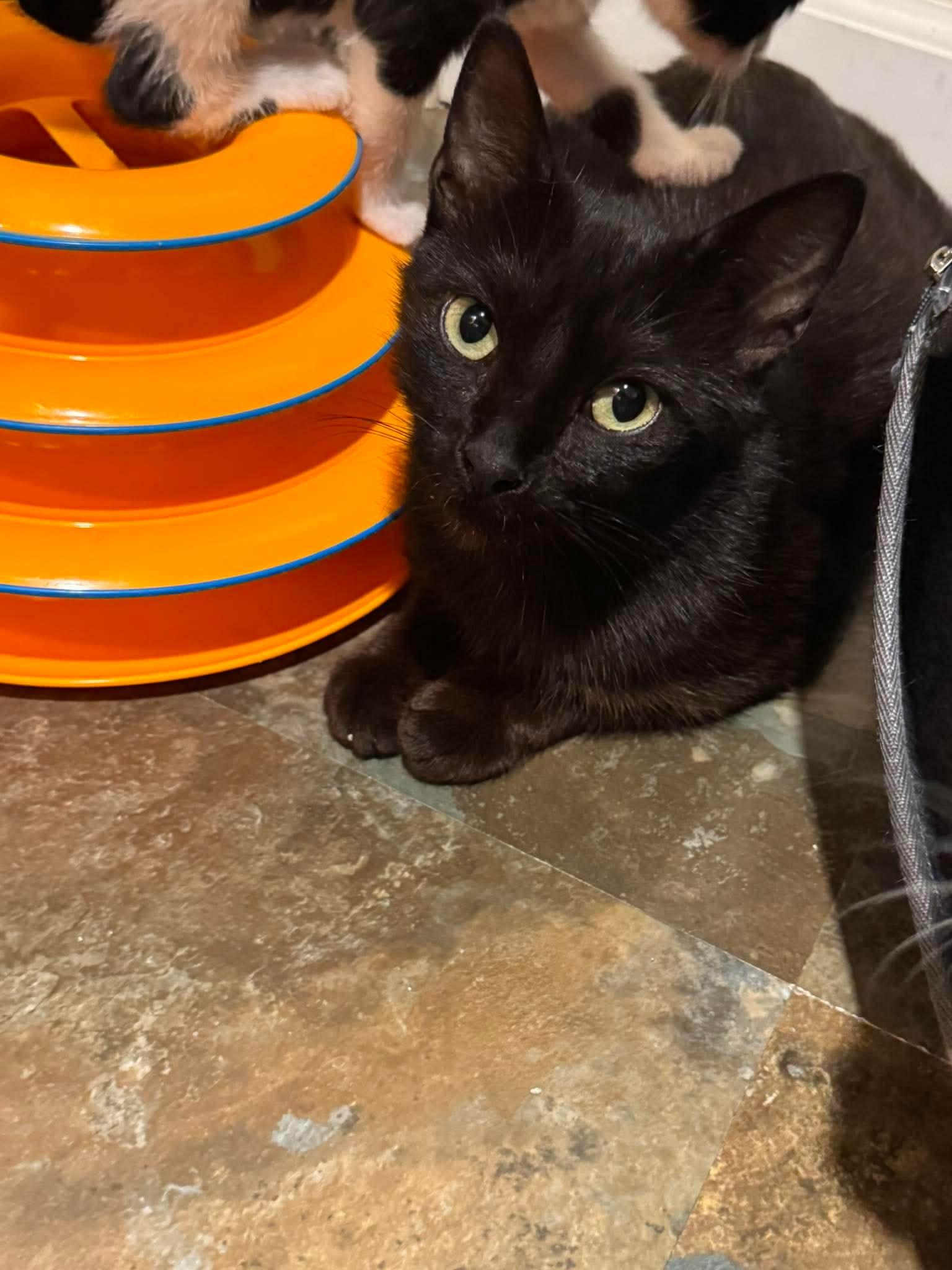 Enlarge Allis Chalmers, a Adoptable Domestic Short Hair in Minneapolis, MN image 3/3