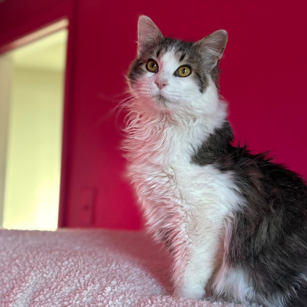 Enlarge Avalanche, a Adoptable Domestic Long Hair in Louisville, KY image 1/6