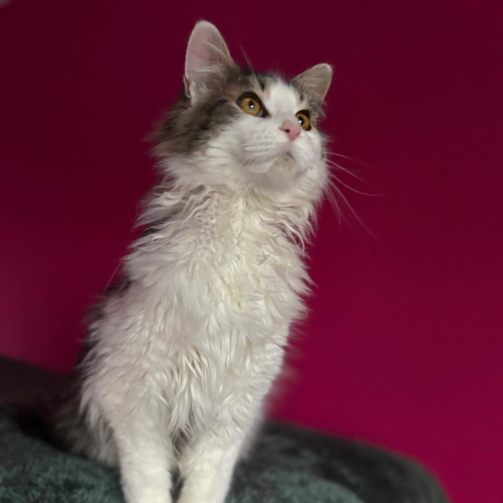 Enlarge Avalanche, a Adoptable Domestic Long Hair in Louisville, KY image 2/6