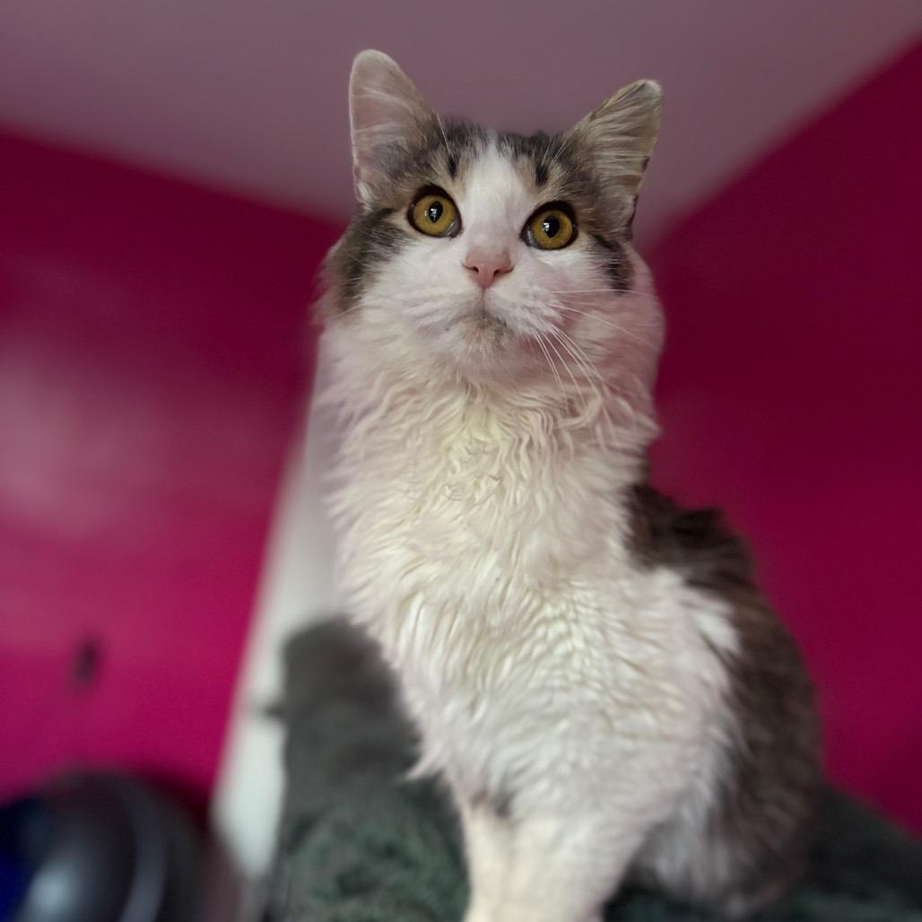 Enlarge Avalanche, a Adoptable Domestic Long Hair in Louisville, KY image 3/6