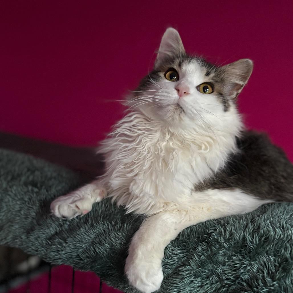 Enlarge Avalanche, a Adoptable Domestic Long Hair in Louisville, KY image 4/6