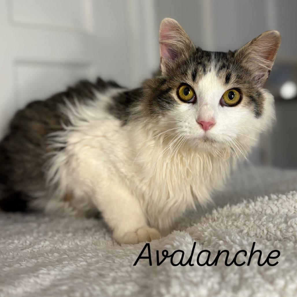 Enlarge Avalanche, a Adoptable Domestic Long Hair in Louisville, KY image 5/6