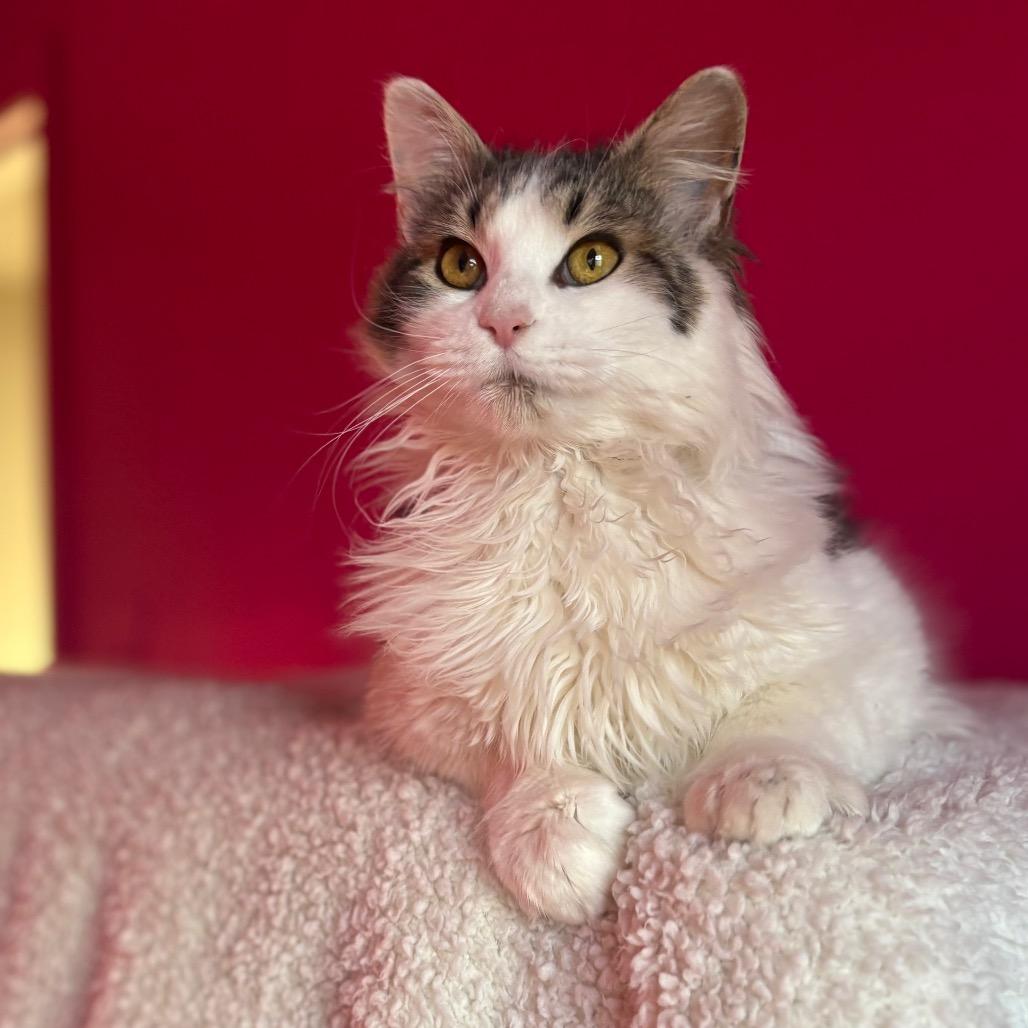 Enlarge Avalanche, a Adoptable Domestic Long Hair in Louisville, KY image 6/6