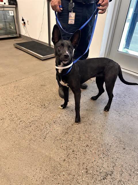 NISSA, Adopted, Young Female German Shepherd Dog & Staffordshire Bull Terrier.