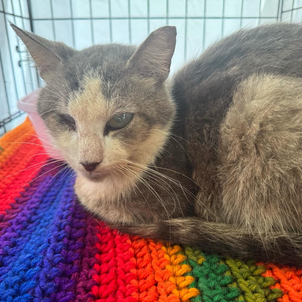 Willie, Adoptable, Adult Male Domestic Short Hair.