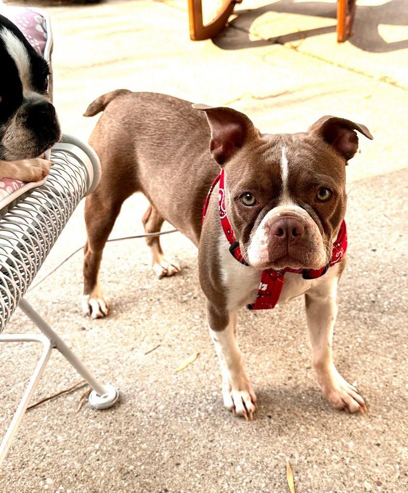 Coco Chanel, a ADOPTABLE Boston Terrier in Waukesha, WI image 3/6