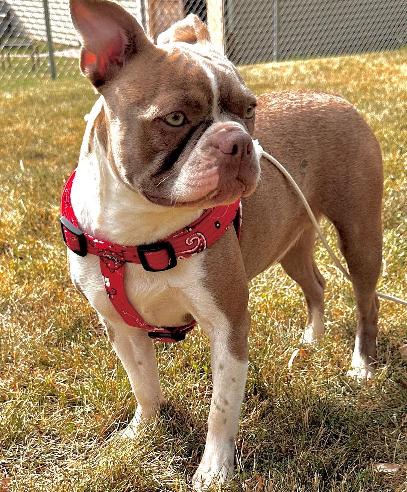 Coco Chanel, a ADOPTABLE Boston Terrier in Waukesha, WI image 5/6