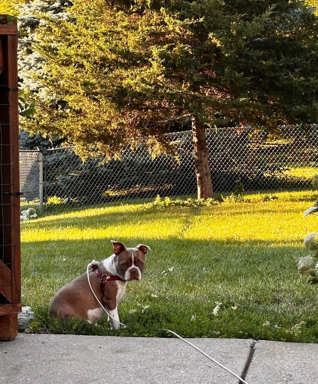Coco Chanel, a ADOPTABLE Boston Terrier in Waukesha, WI image 4/6
