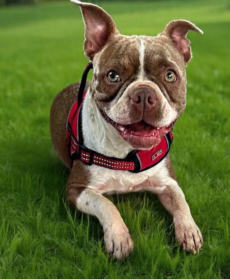 Coco Chanel, ADOPTABLE, Young Female Boston Terrier.