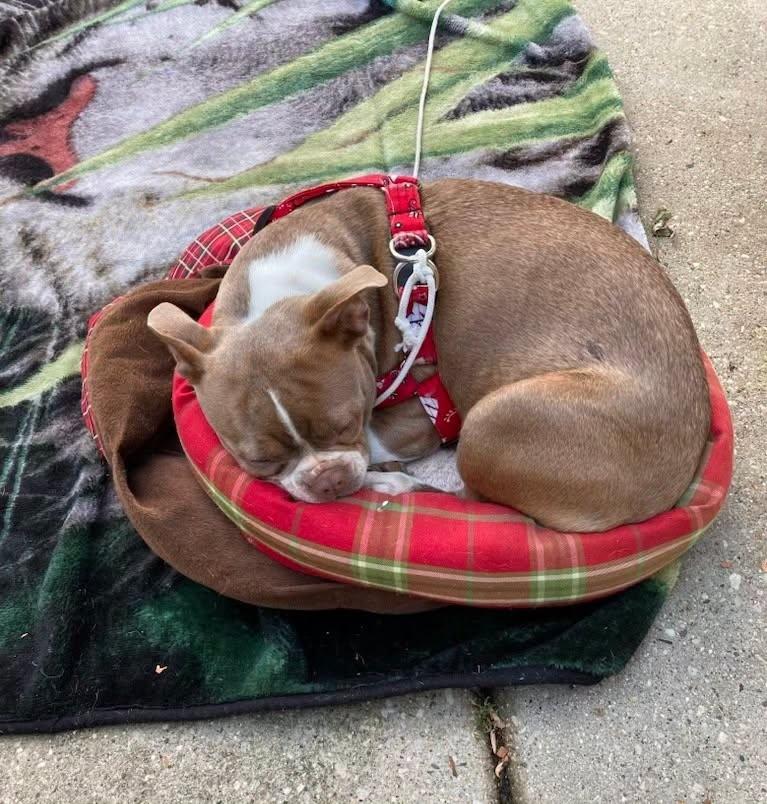 Coco Chanel, a ADOPTABLE Boston Terrier in Waukesha, WI image 2/6