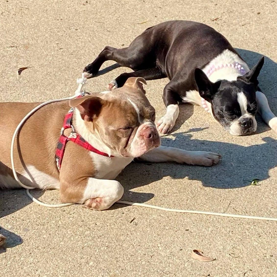 Coco Chanel, a ADOPTABLE Boston Terrier in Waukesha, WI image 6/6
