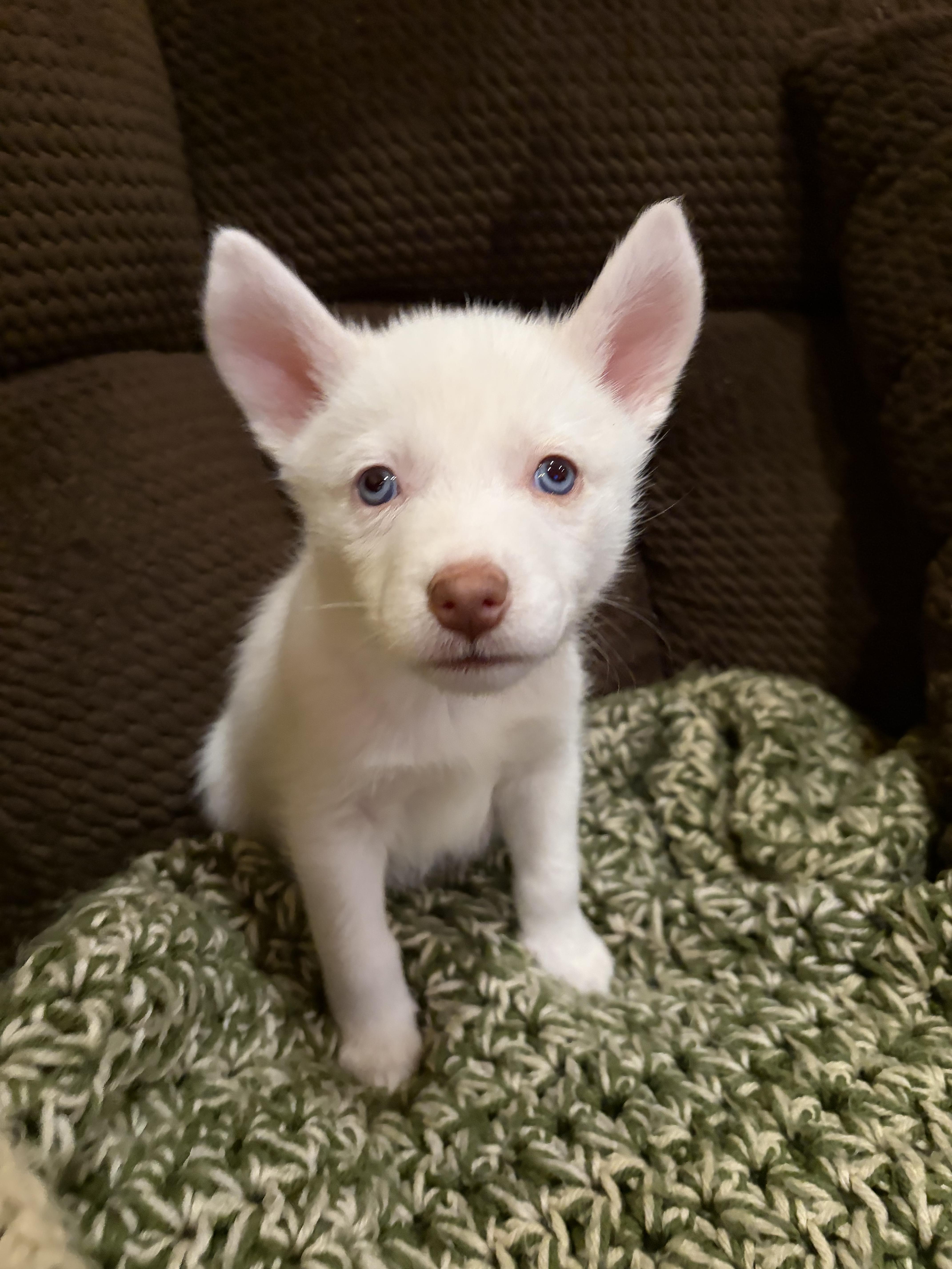 Blarney, Adoptable, Puppy Male White German Shepherd.