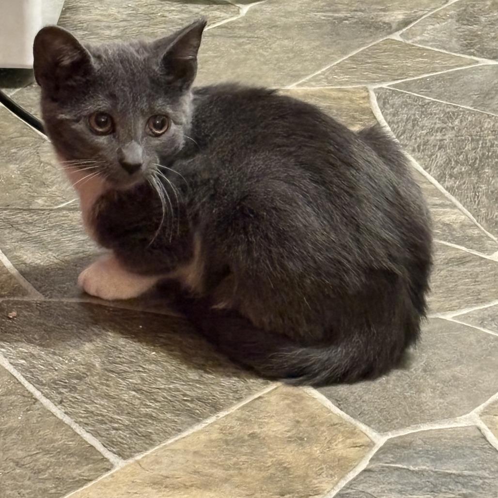 Enlarge Karolina, a Adoptable Domestic Short Hair in Saugerties, NY image 1/1