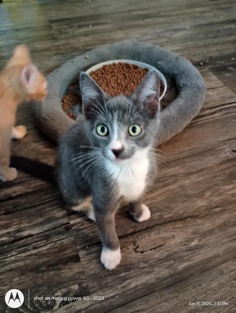Apollo26, Adoptable, Kitten Male Domestic Short Hair.