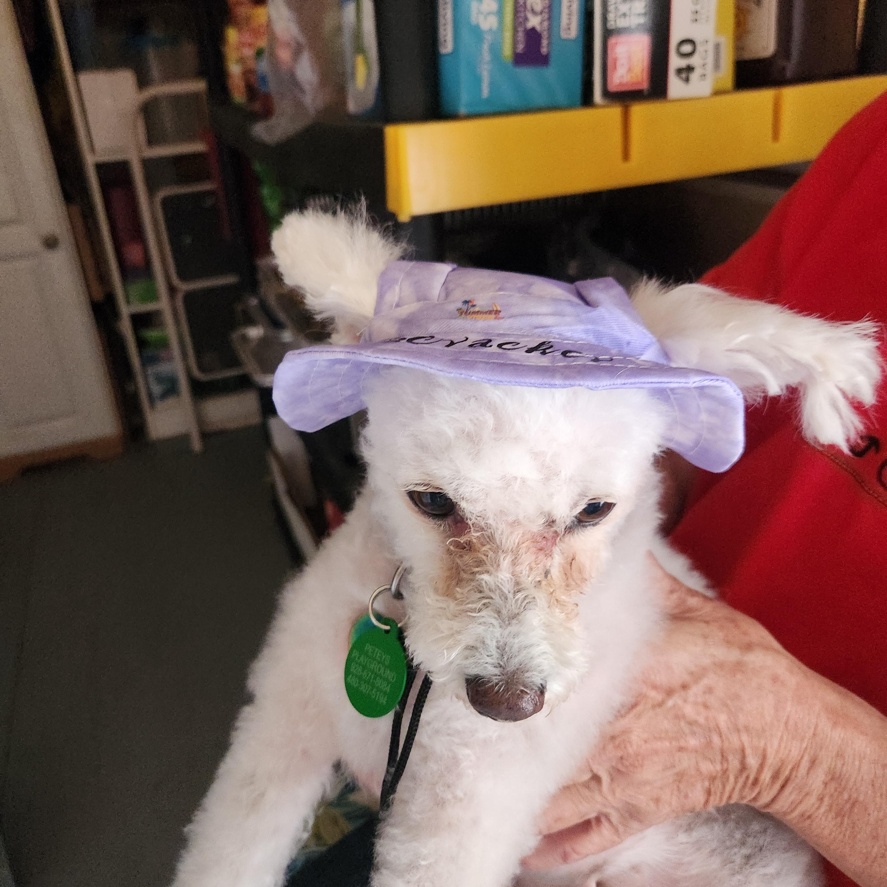 Enlarge LuLu, an adopted Miniature Poodle in Yarnell, AZ image 3/4