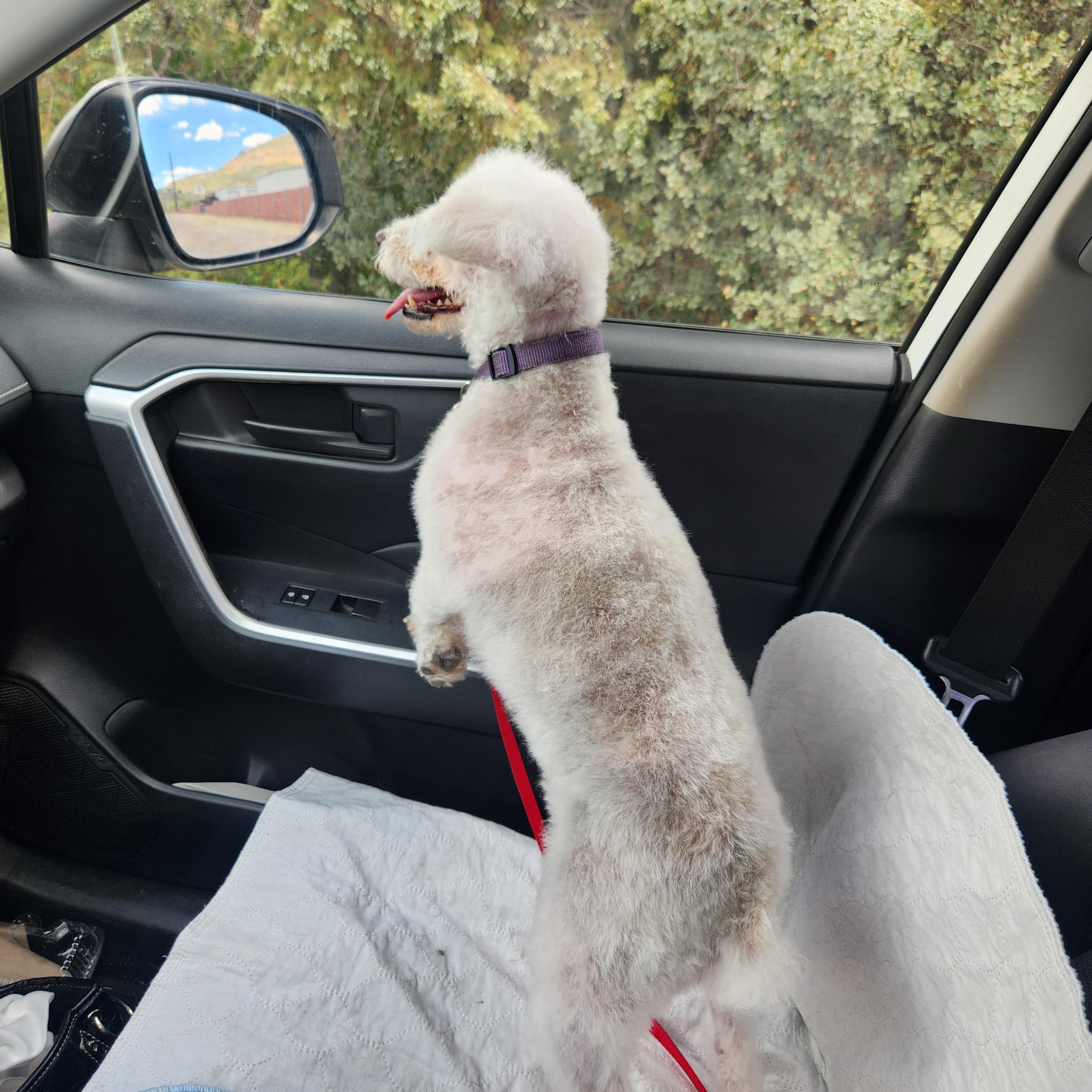 Enlarge LuLu, an adopted Miniature Poodle in Yarnell, AZ image 4/4