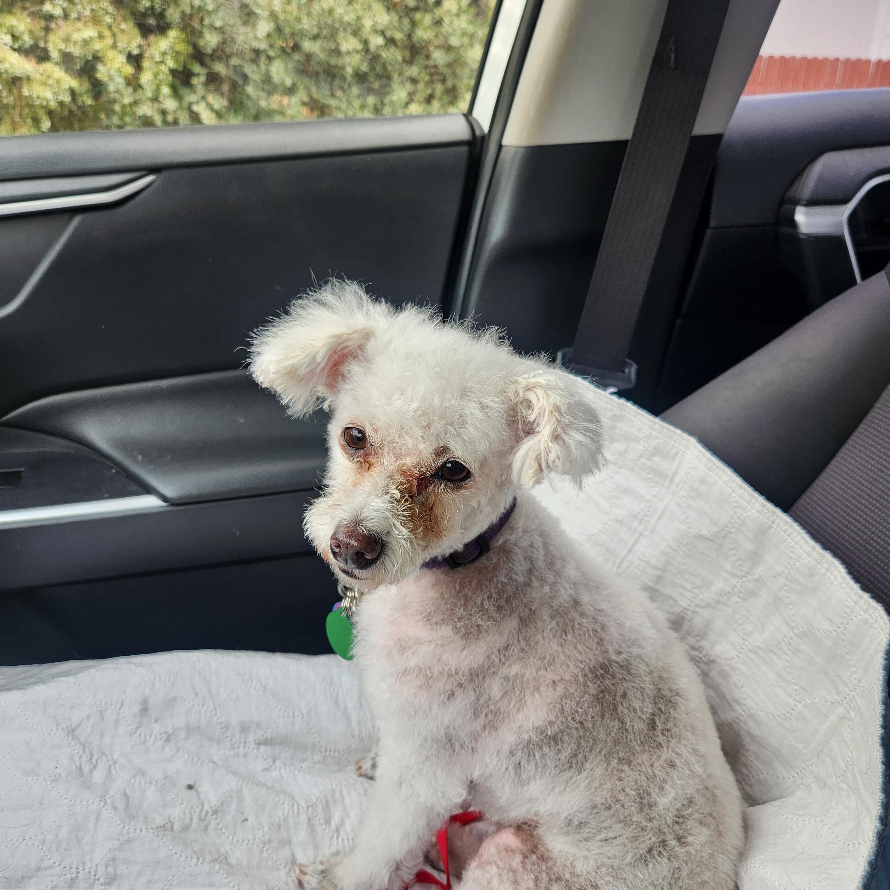 Enlarge LuLu, an adopted Miniature Poodle in Yarnell, AZ image 2/4