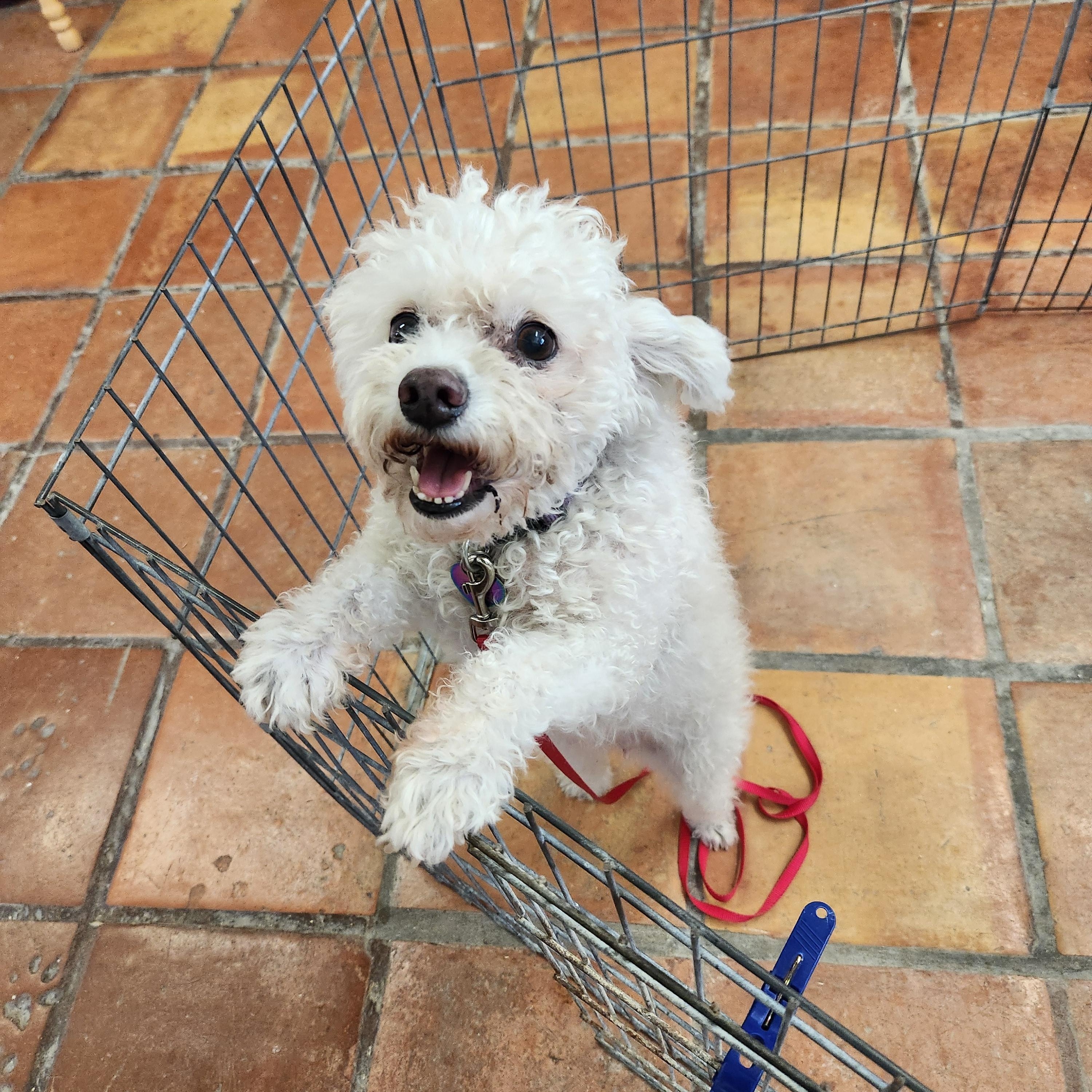 LuLu, adopted, Senior Female Miniature Poodle.