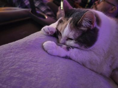 Bailey — thumbnail 4