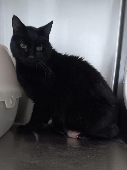 Enlarge Mork, an adopted Domestic Short Hair in Boyne City, MI image 1/1