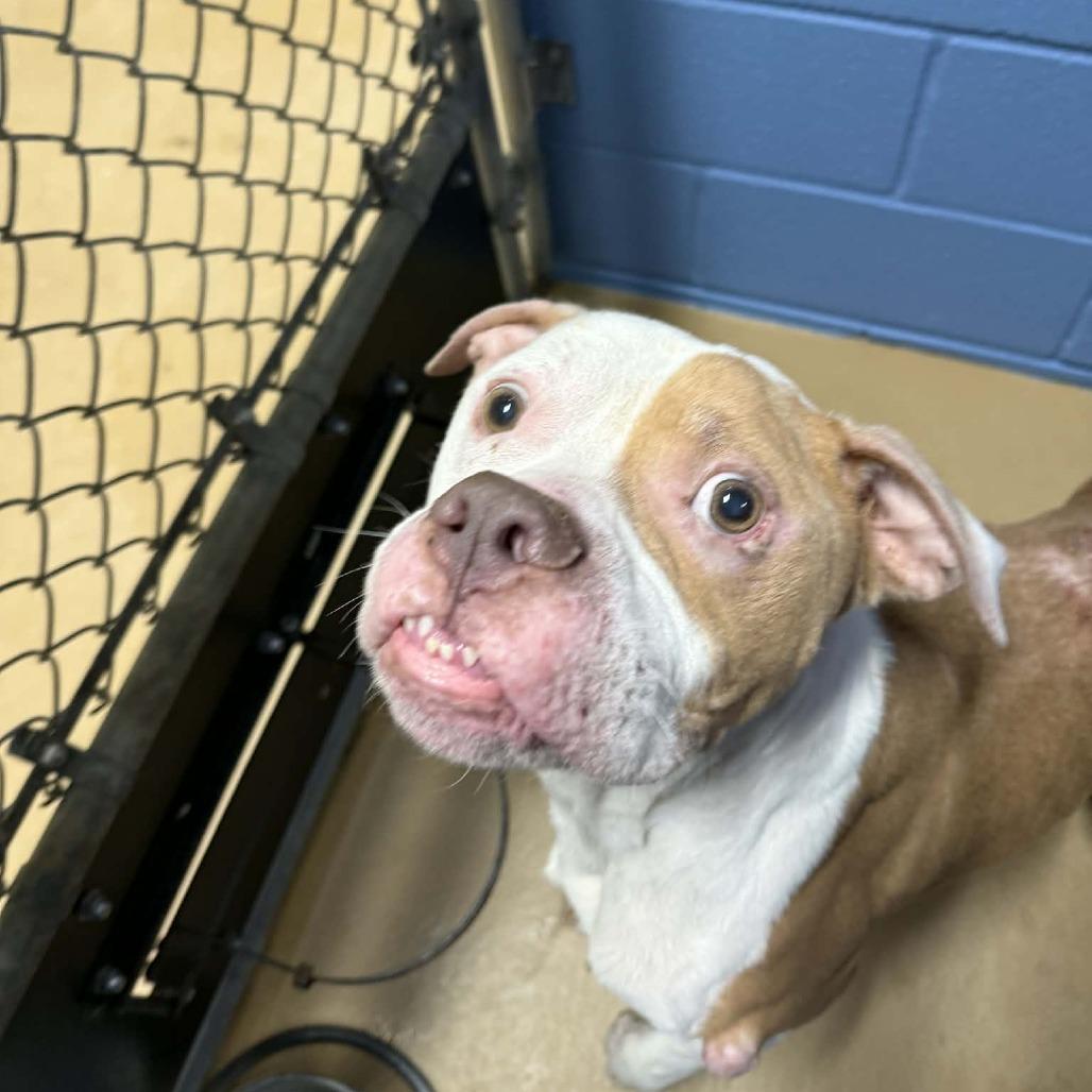 Pitzi, Adoptable, Adult Female Pit Bull Terrier.