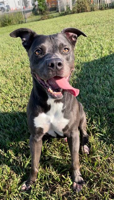 SAM, Adoptable, Adult Male Labrador Retriever & Mixed Breed.
