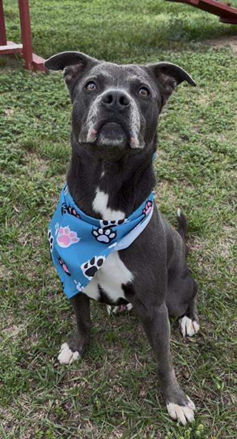 SAM, Adoptable, Adult Male Labrador Retriever & Mixed Breed.