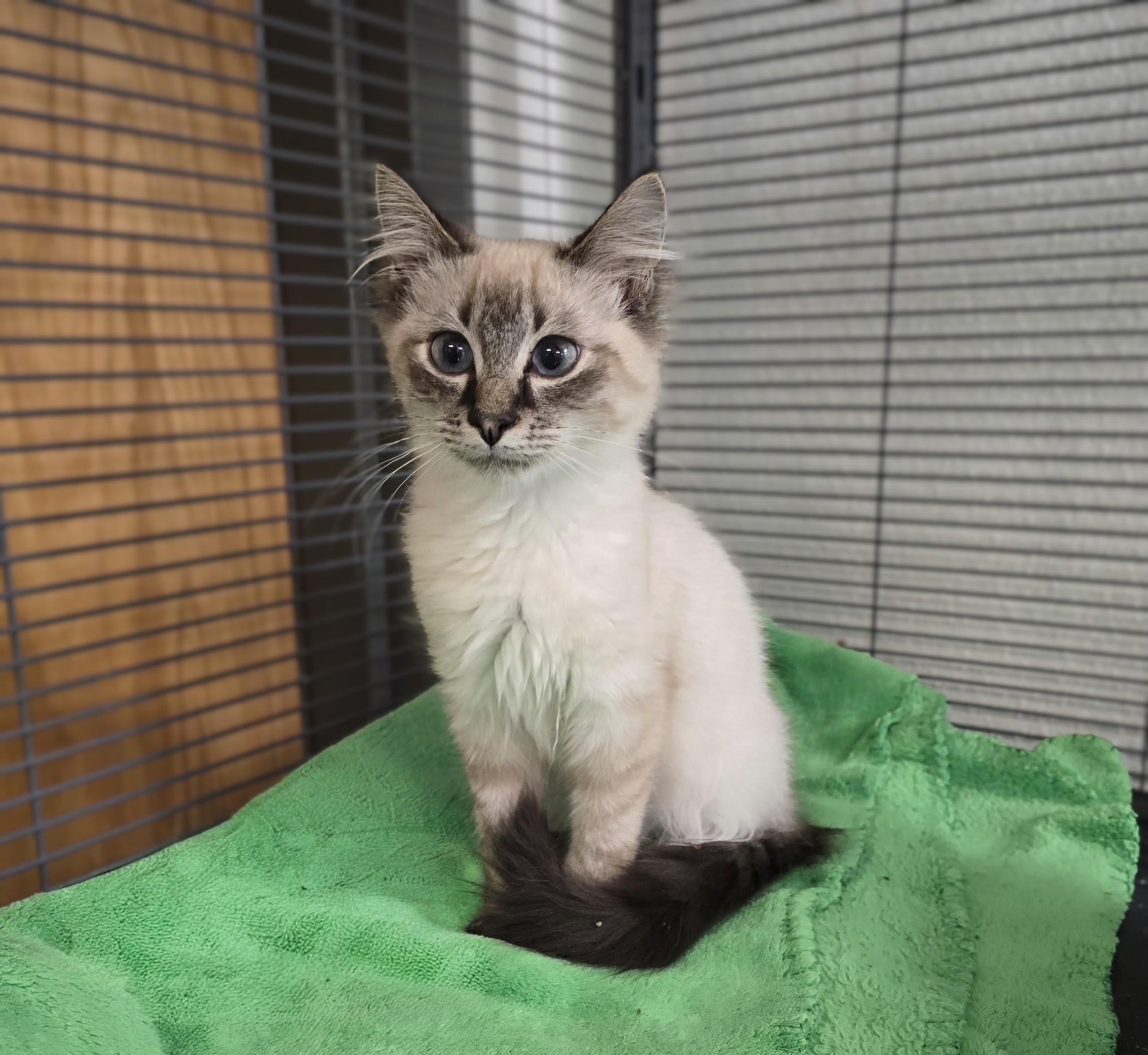 Tony, adoptable, Kitten Male Siamese.