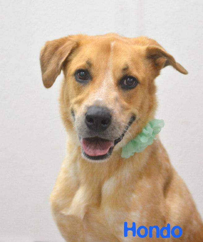 Enlarge Hondo, a Adoptable mixed breed in Lake Havasu City, AZ image 1/2