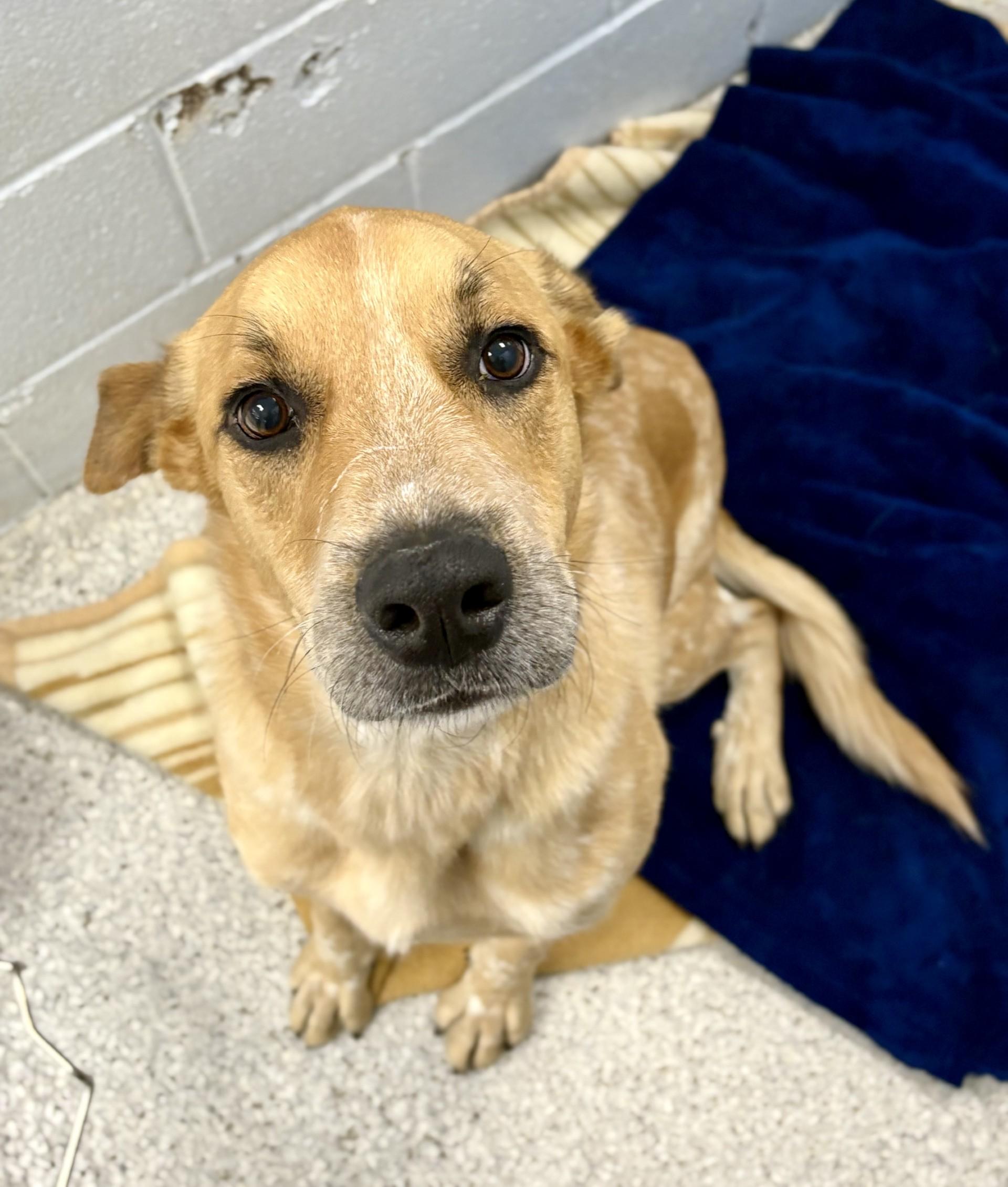 Hondo, Adoptable, Adult Male Australian Cattle Dog / Blue Heeler.