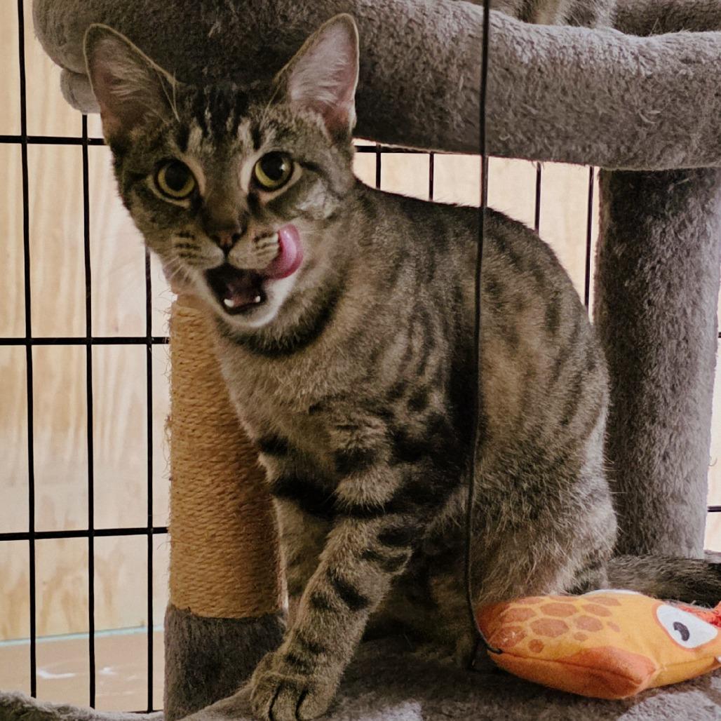 Nyala (Meowstiff), Adoptable, Young Female Domestic Short Hair.