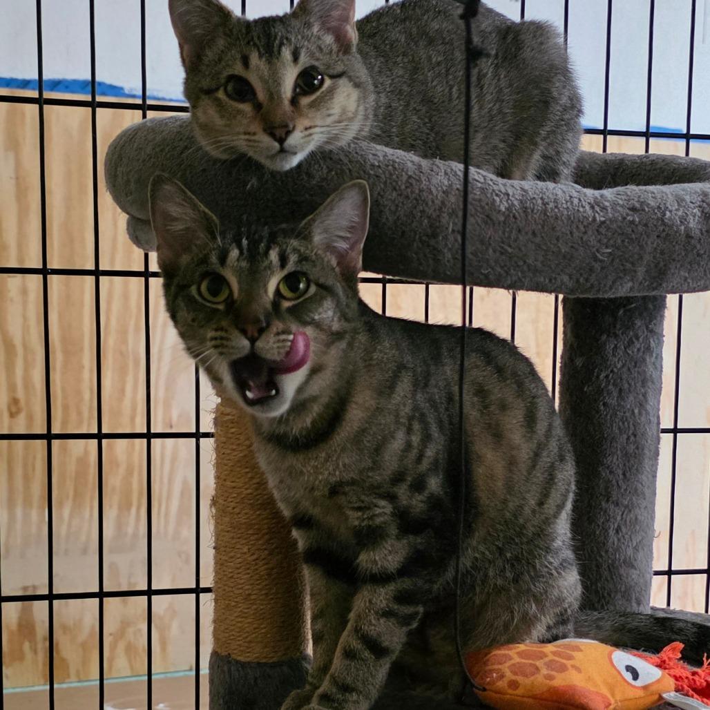 Enlarge Nyala (Meowstiff), a Adoptable Domestic Short Hair in Clarksville, TN image 2/6