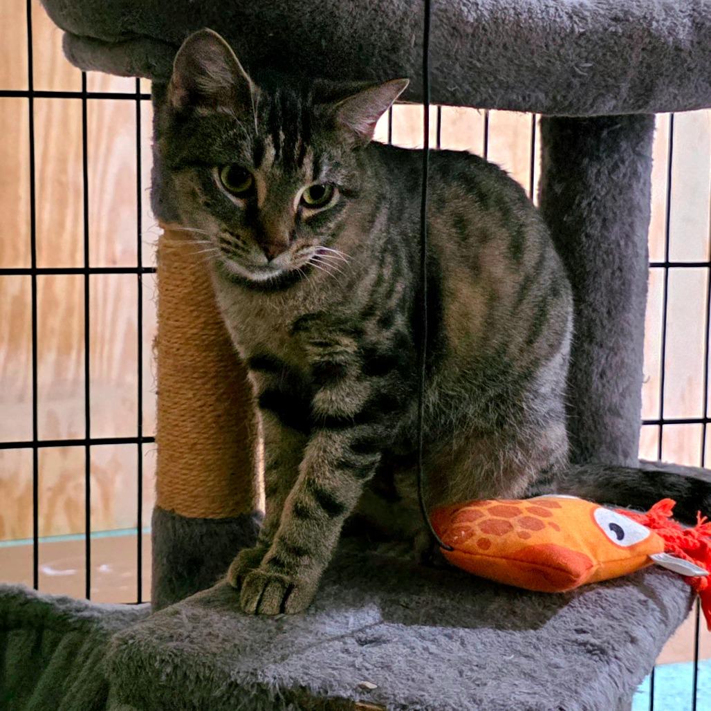 Enlarge Nyala (Meowstiff), a Adoptable Domestic Short Hair in Clarksville, TN image 3/6