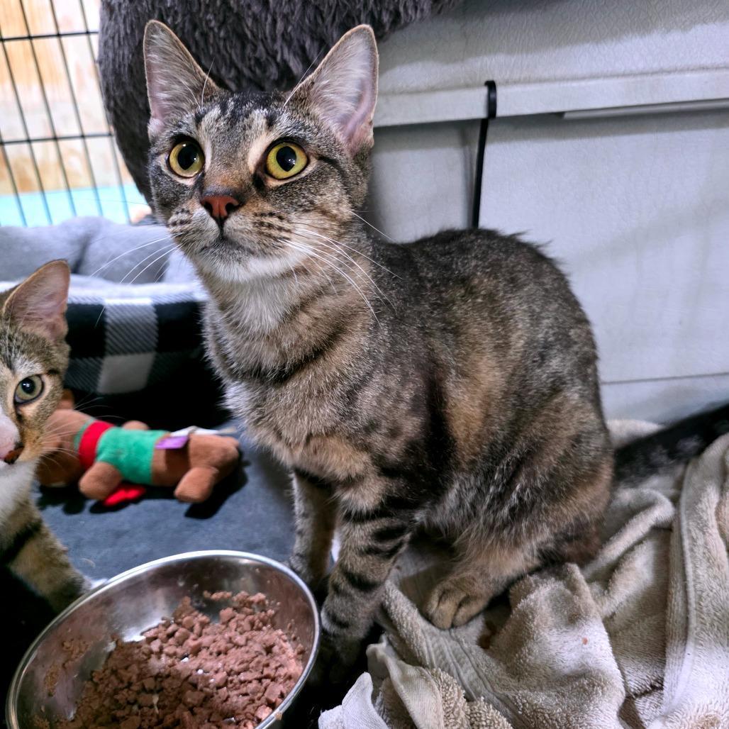 Enlarge Nyala (Meowstiff), a Adoptable Domestic Short Hair in Clarksville, TN image 4/6