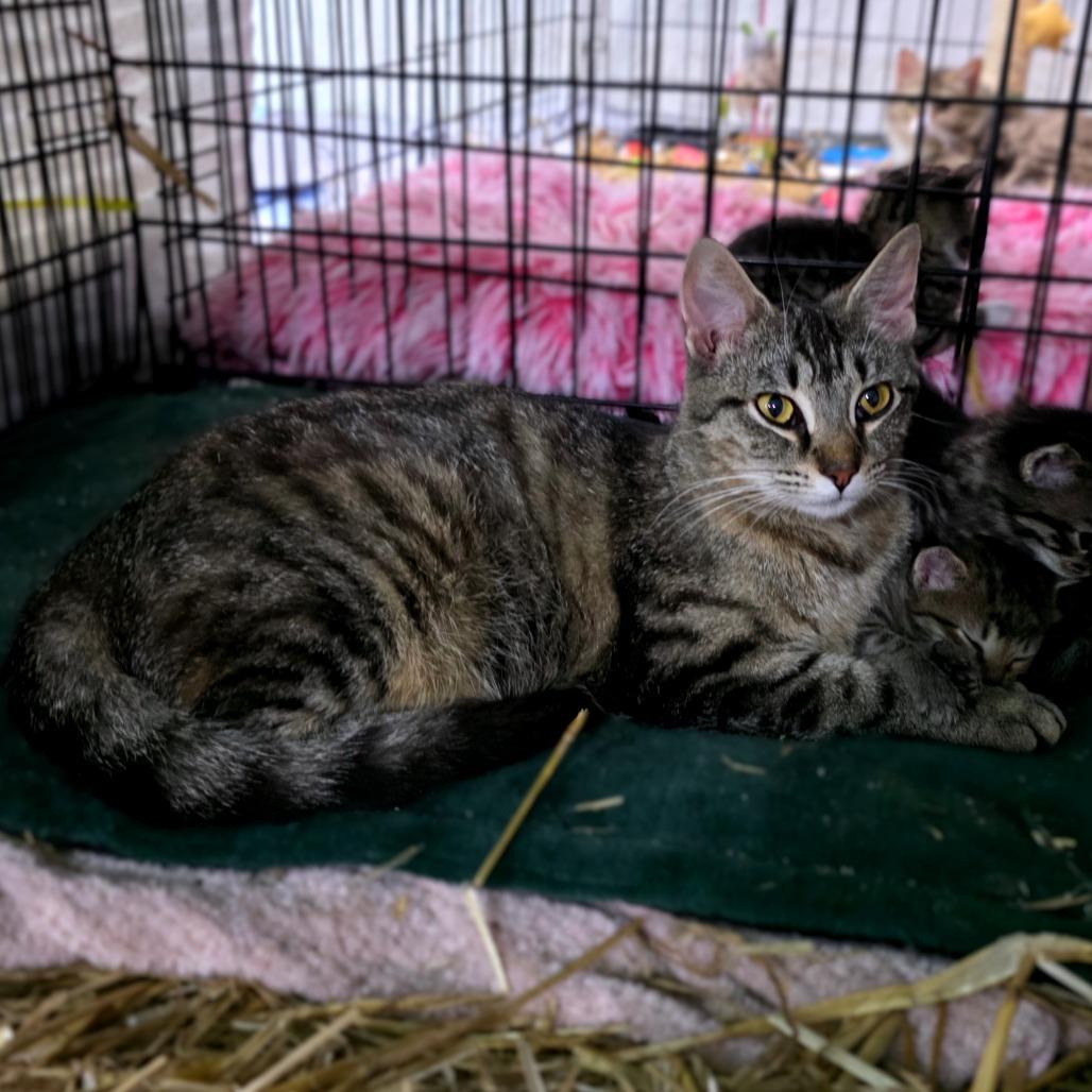 Meowstiff, Adoptable, Young Female Domestic Short Hair.