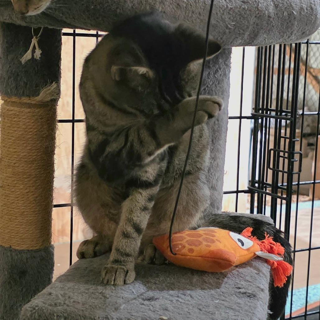 Enlarge Nyala (Meowstiff), a Adoptable Domestic Short Hair in Clarksville, TN image 5/6
